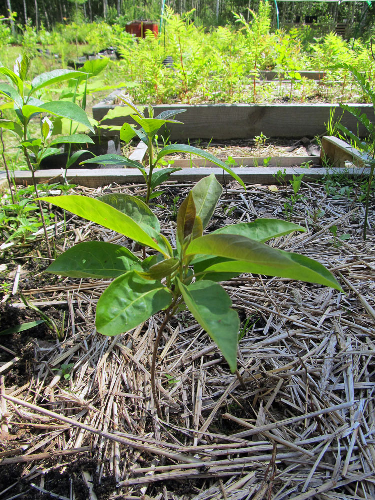 Изображение особи Diospyros virginiana.