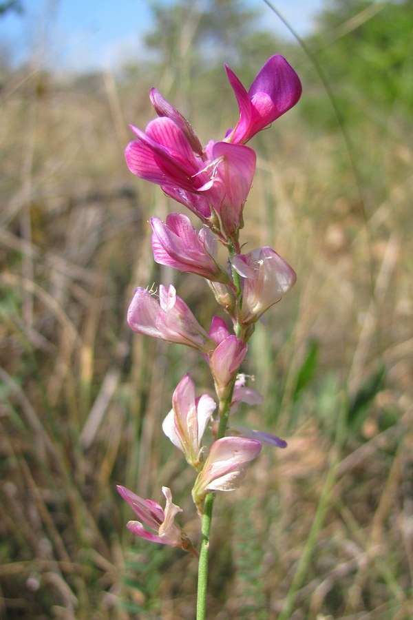 Image of Hedysarum tauricum specimen.