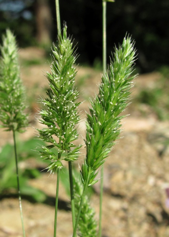 Image of Rostraria cristata specimen.