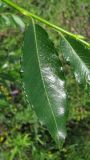 Salix phylicifolia. Лист (гибрид S. phylicifolia × S. dasyclados). Окр. Архангельска, окраина свалки древесных отходов. 10.07.2012.