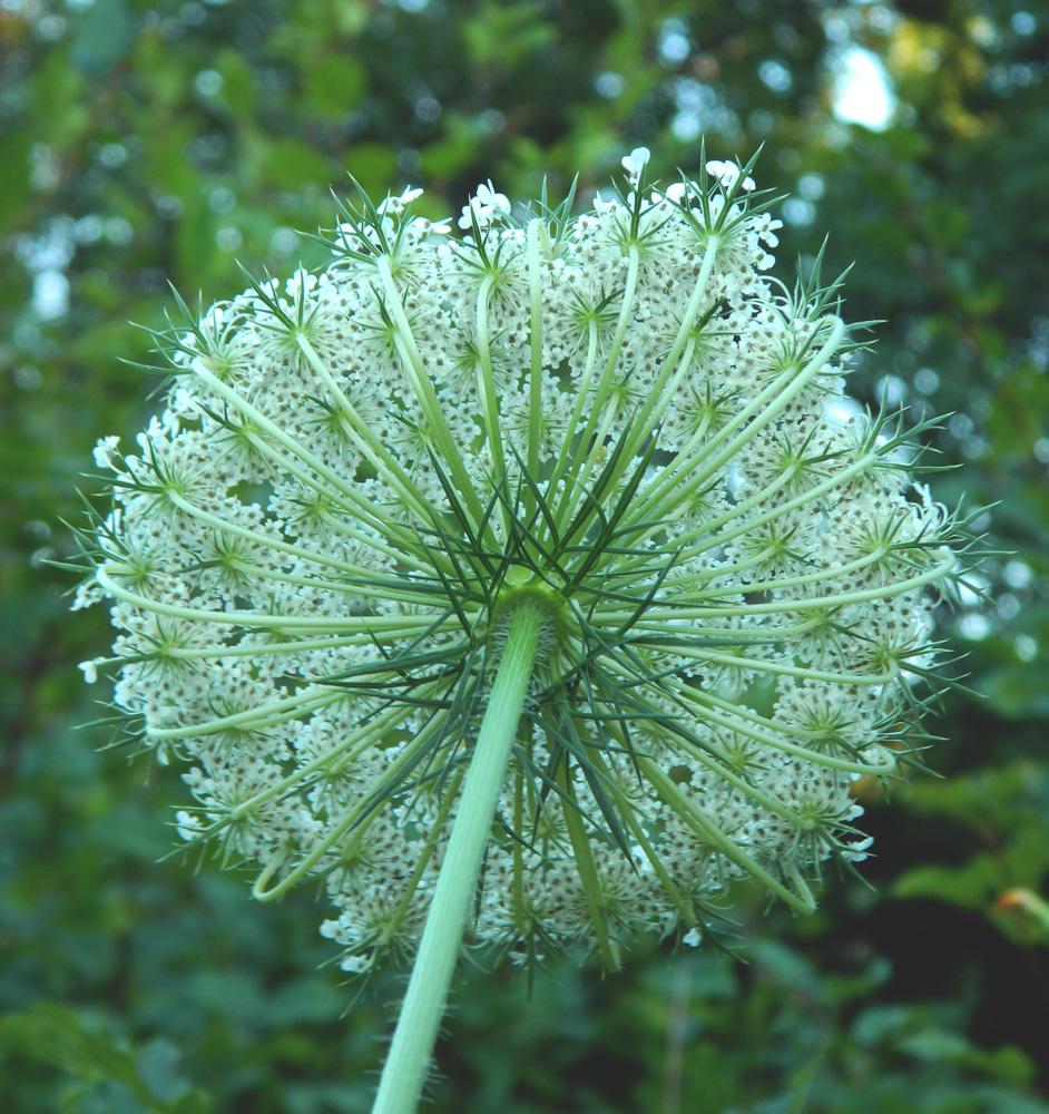 Image of Daucus carota specimen.