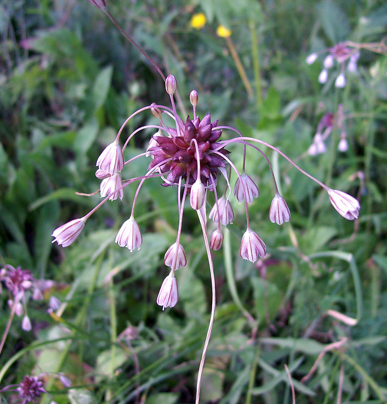 Image of Allium oleraceum specimen.