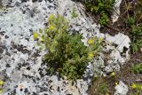 Potentilla callieri