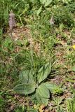 Plantago media