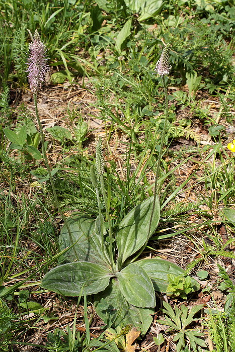 Изображение особи Plantago media.