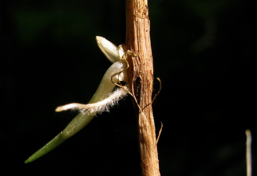 Image of Calamagrostis pavlovii specimen.