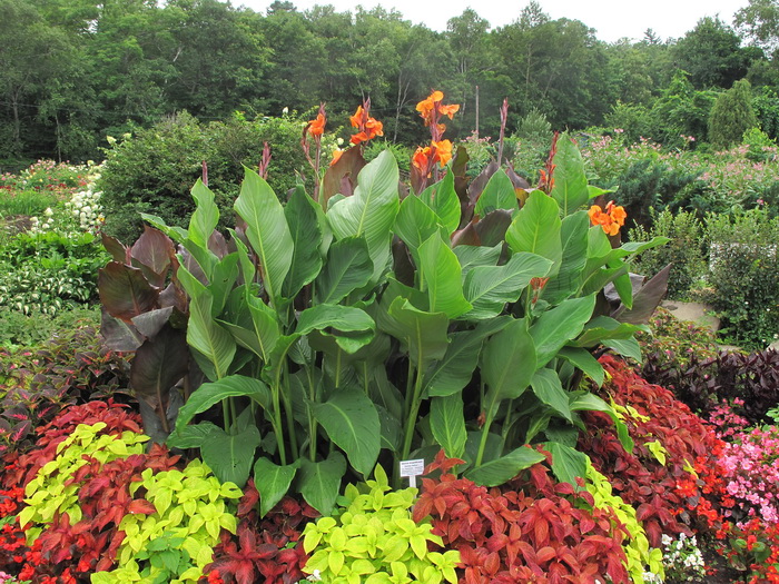 Image of Canna indica specimen.