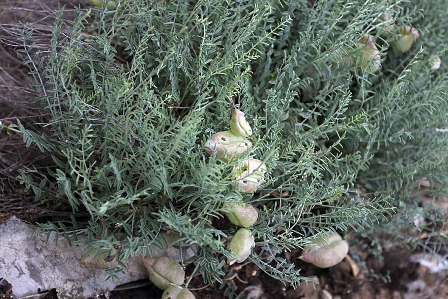 Image of Astragalus pachyrrhizus specimen.