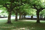 Platanus &times; acerifolia