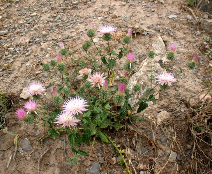 Изображение особи Cousinia coronata.