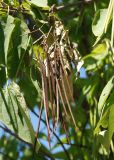 Catalpa bignonioides. Ветвь со зрелыми плодами. Крым, Симферополь, в культуре. 04.08.2007.