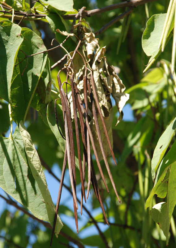 Изображение особи Catalpa bignonioides.