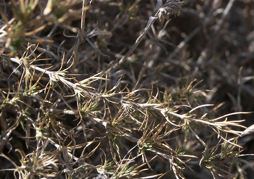 Image of Silene spergulifolia specimen.