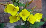 Oenothera glazioviana