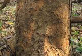 Acer griseum