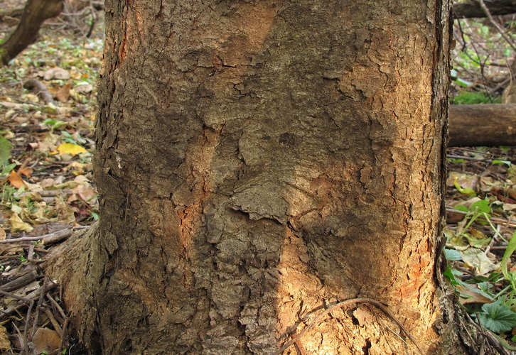 Image of Acer griseum specimen.