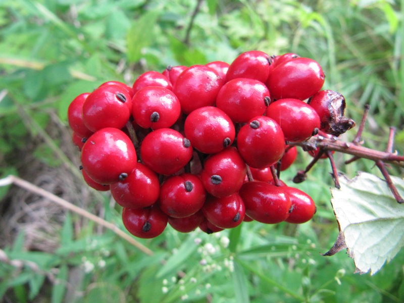 Изображение особи Actaea erythrocarpa.