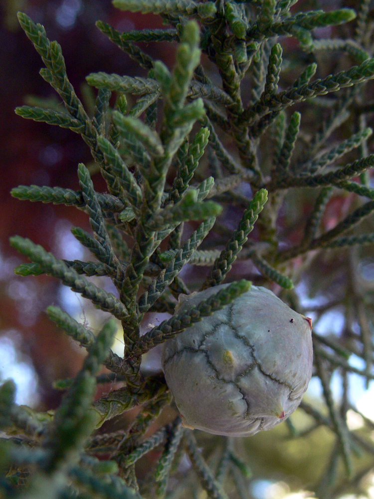 Image of Cupressus lusitanica specimen.