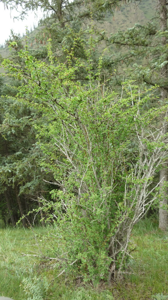 Image of genus Berberis specimen.