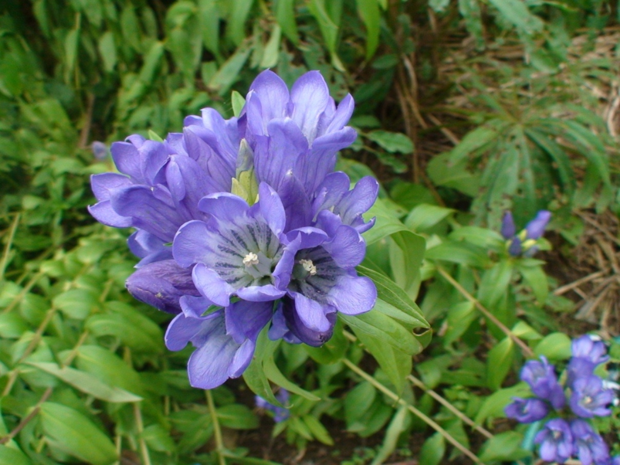 Изображение особи Gentiana triflora.