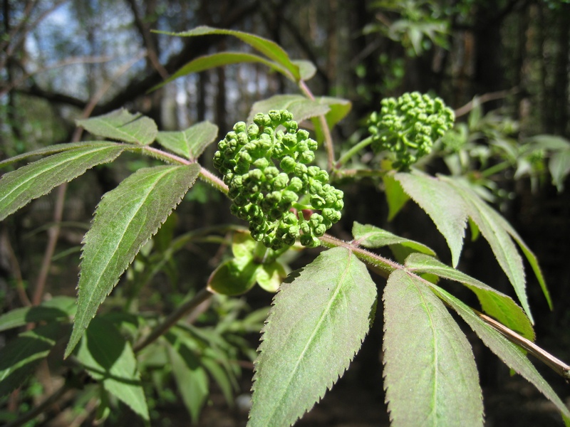 Image of Sambucus sibirica specimen.