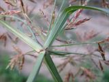 Cyperus rotundus. Верхушка побега с основаниями присоцветных листьев и веточек общего соцветия. Израиль, г. Беэр-Шева, пустырь. 09.12.2012.