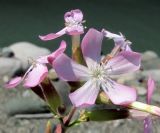 Saponaria officinalis