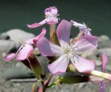 Saponaria officinalis. Цветки. Абхазия, Гагрский р-н, берег р. Бзып. 13.06.2012.