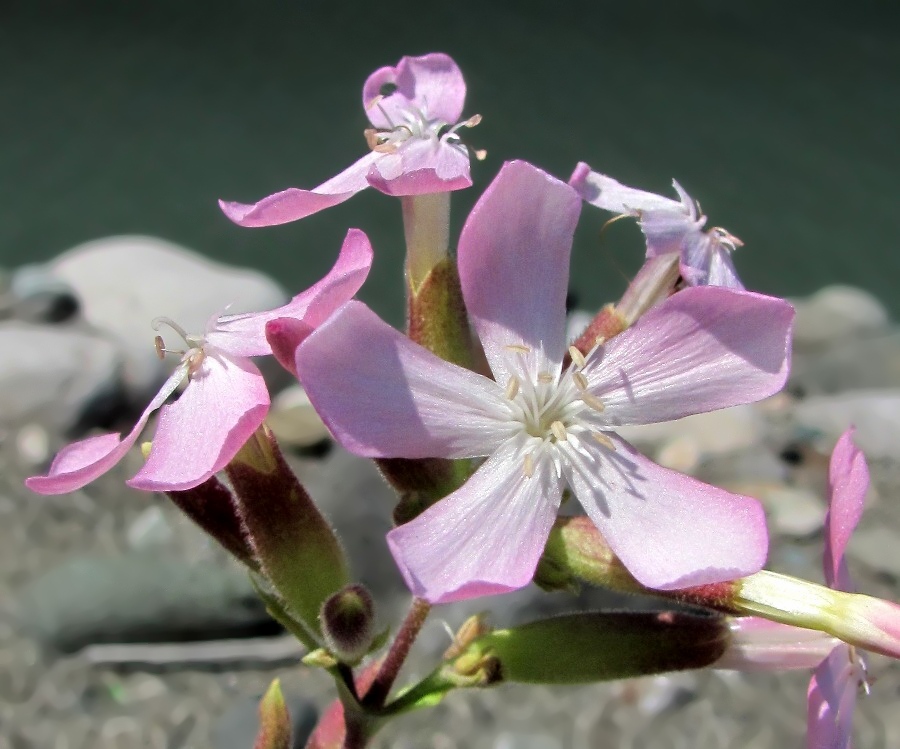 Изображение особи Saponaria officinalis.