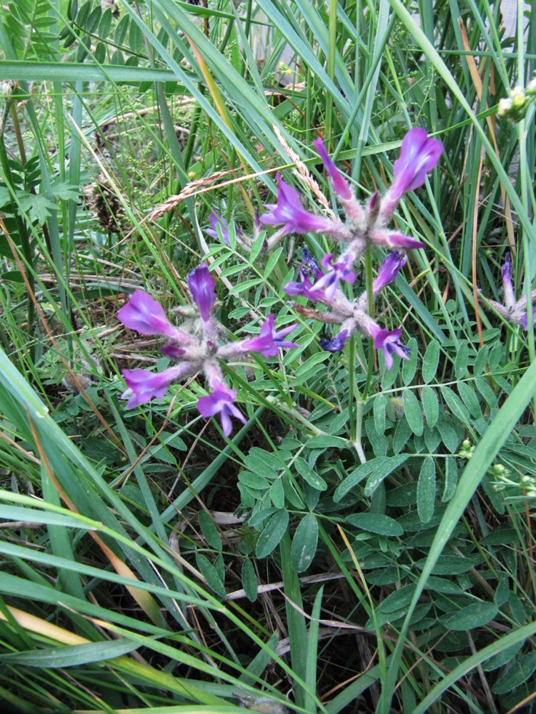 Image of Astragalus suffruticosus specimen.