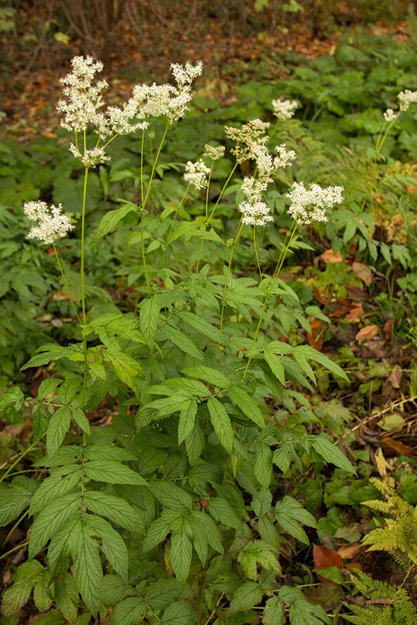 Image of Filipendula ulmaria specimen.