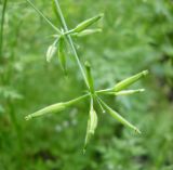 Anthriscus cerefolium