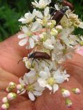 Filipendula vulgaris. Соцветие с кормящимися жуками-пыльцеедами (Omophlus). Ростовская обл., г. Новочеркасск, бугры. 30.05.2010.