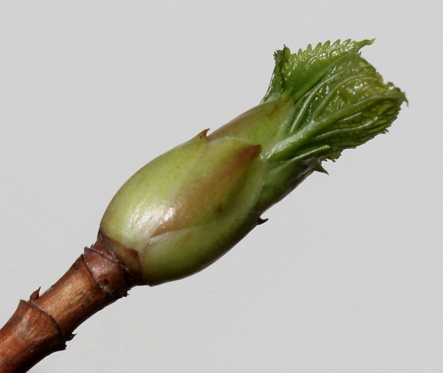 Изображение особи Hydrangea petiolaris.