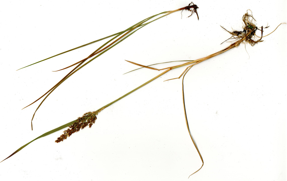 Image of Calamagrostis neglecta specimen.