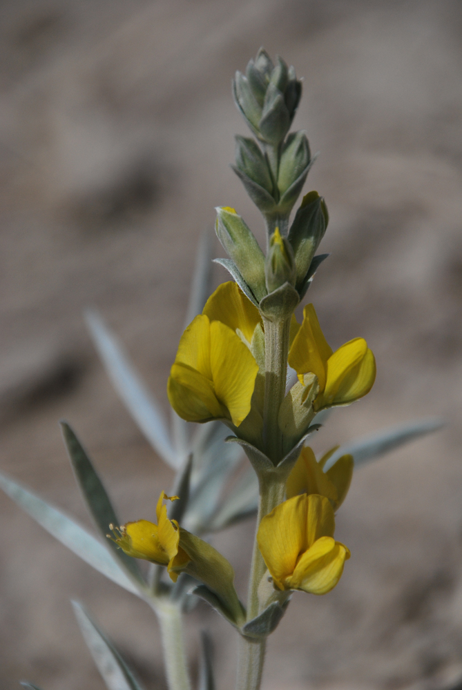 Image of Thermopsis mongolica specimen.