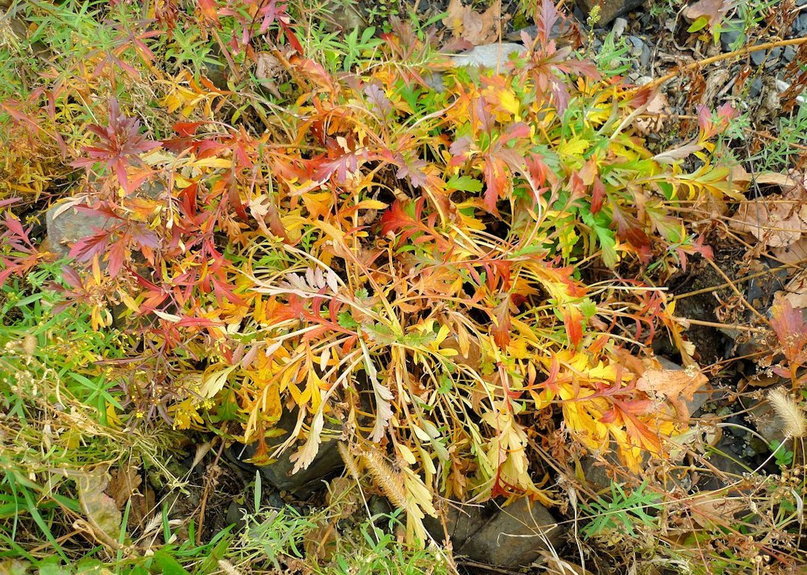 Изображение особи Patrinia rupestris.