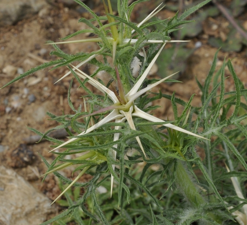 Изображение особи Centaurea calcitrapa.