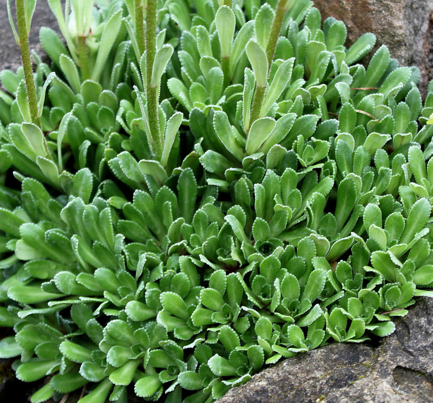 Изображение особи род Saxifraga.