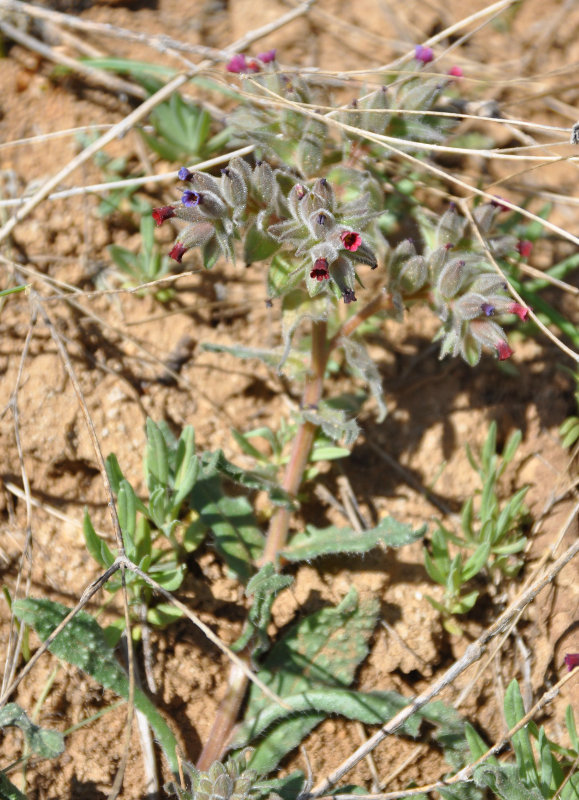 Image of Nonea armeniaca specimen.