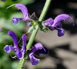 Salvia pratensis