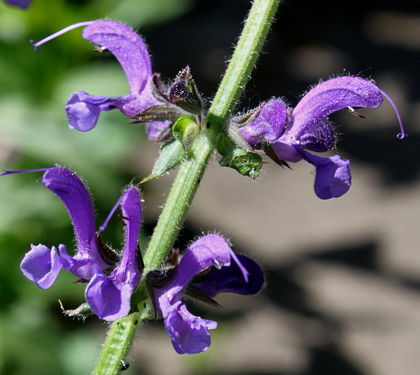 Изображение особи Salvia pratensis.