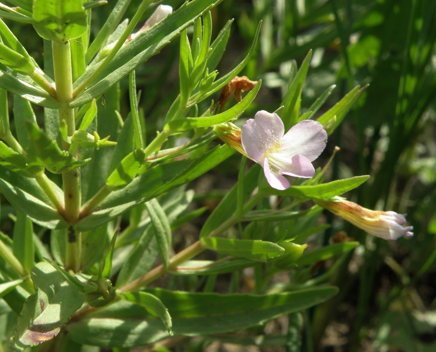 Изображение особи Gratiola officinalis.