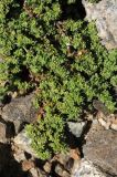 Herniaria caucasica. Зацветающее растение. Тянь-Шань, Илейский Алатау, Большое Алмаатинское ущ., ≈ 2900 м н.у.м. 09.06.2013.