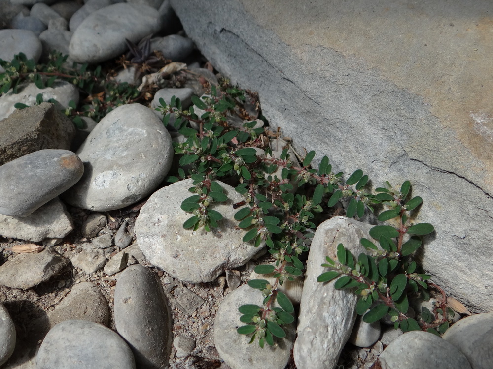Image of Euphorbia maculata specimen.