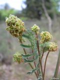 Poterium polygamum