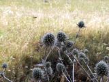 Eryngium macrocalyx