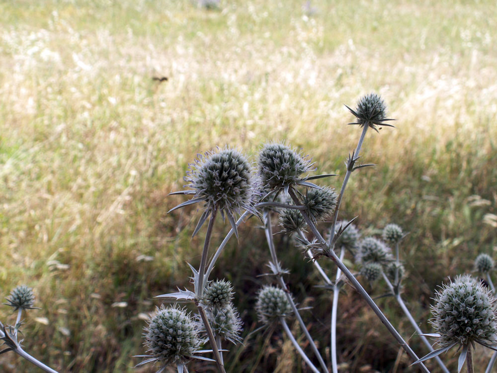 Image of Eryngium macrocalyx specimen.