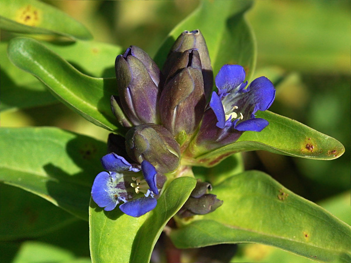 Image of Gentiana cruciata specimen.