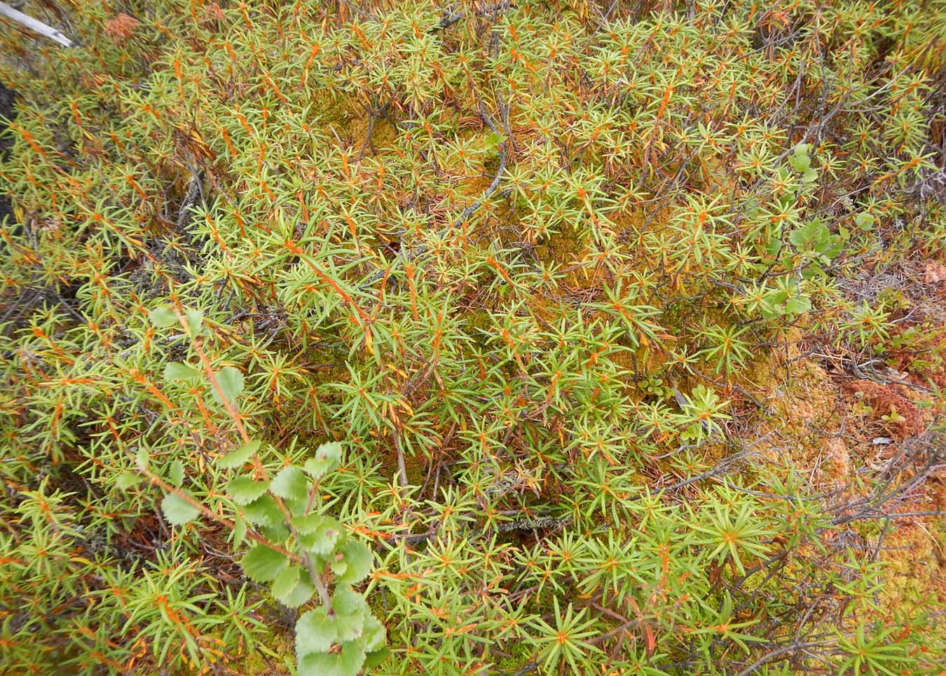 Image of Ledum palustre specimen.